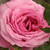 Ružová - Parková ruža - Abrud